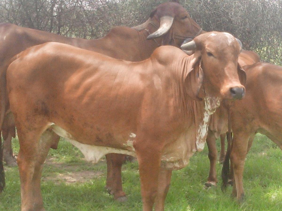 Gir herd at Aravali Farm
