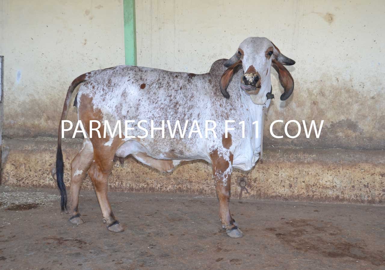 Parmeshwar F11