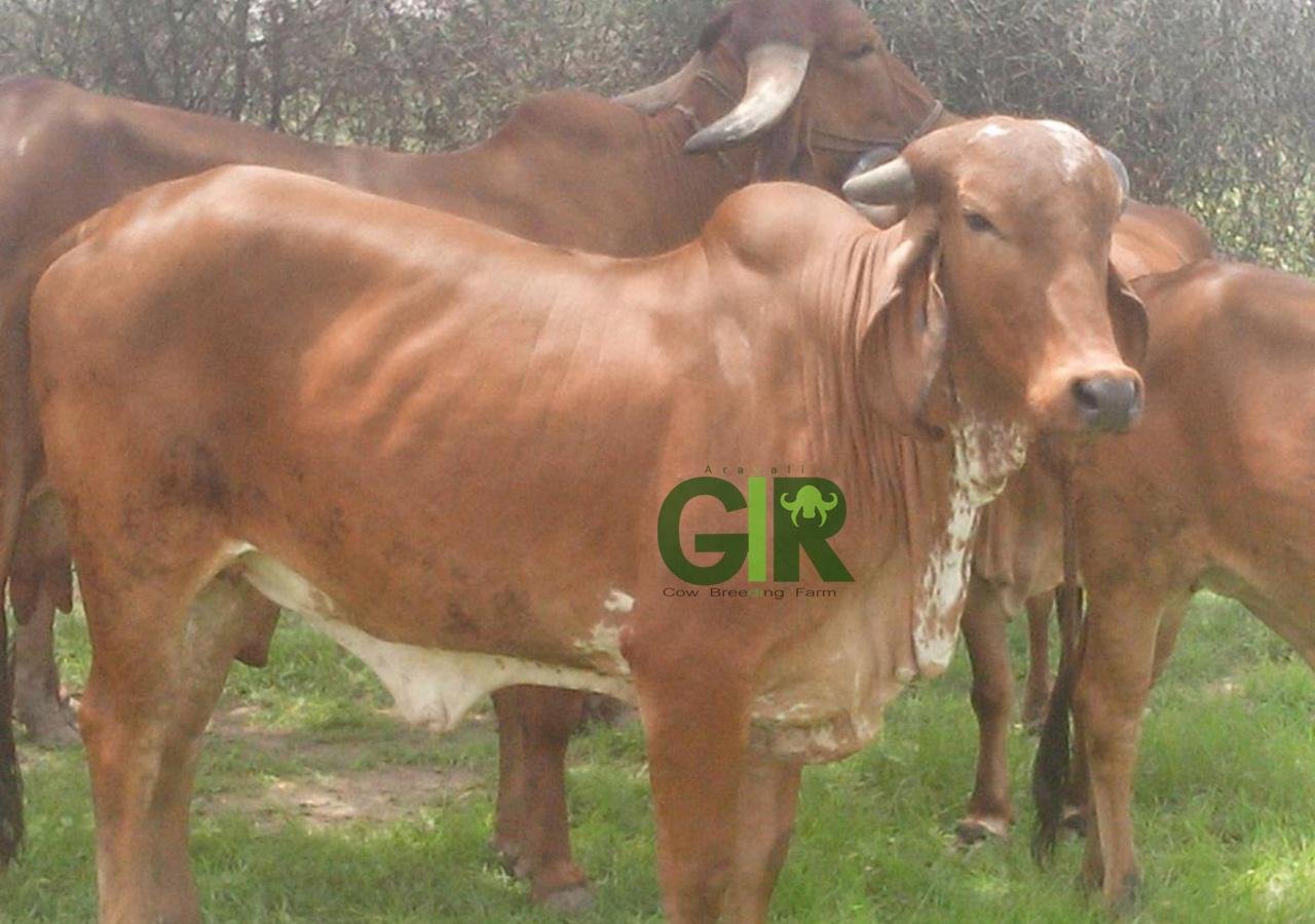 Gir cow farm photograph 1