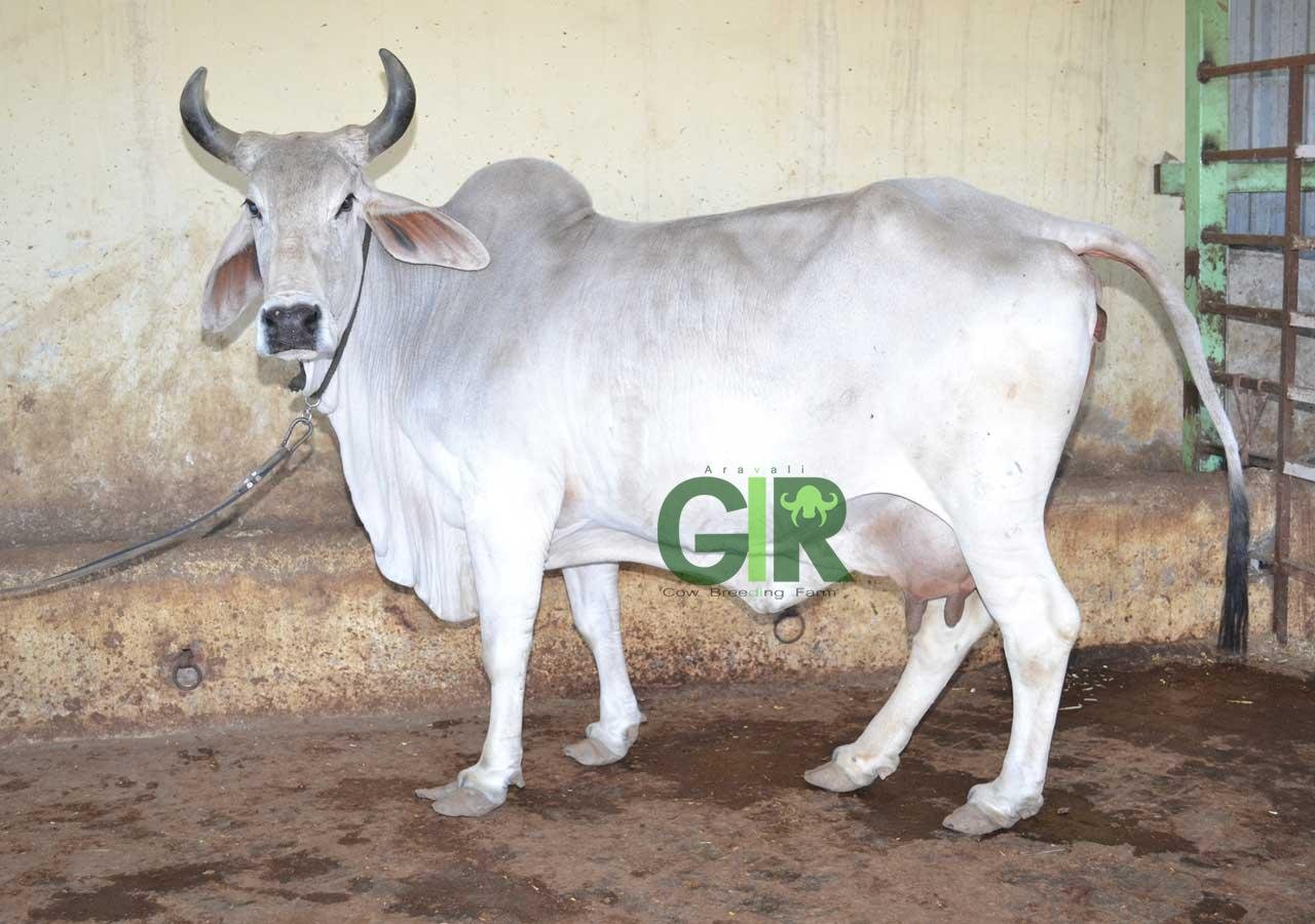 Gir cow farm photograph 2
