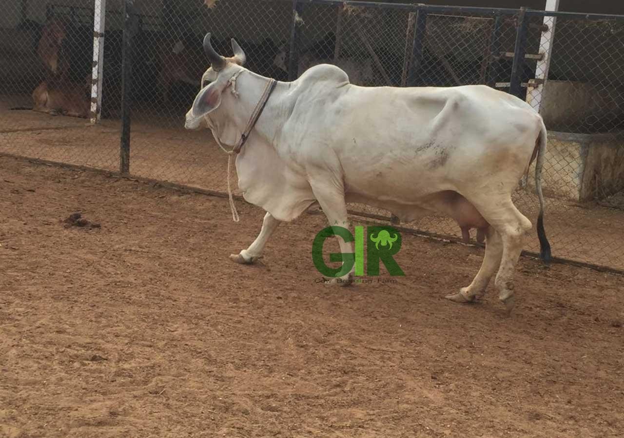 Gir cow farm photograph 4