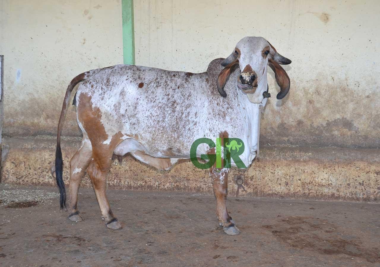 Gir cow farm photograph 5
