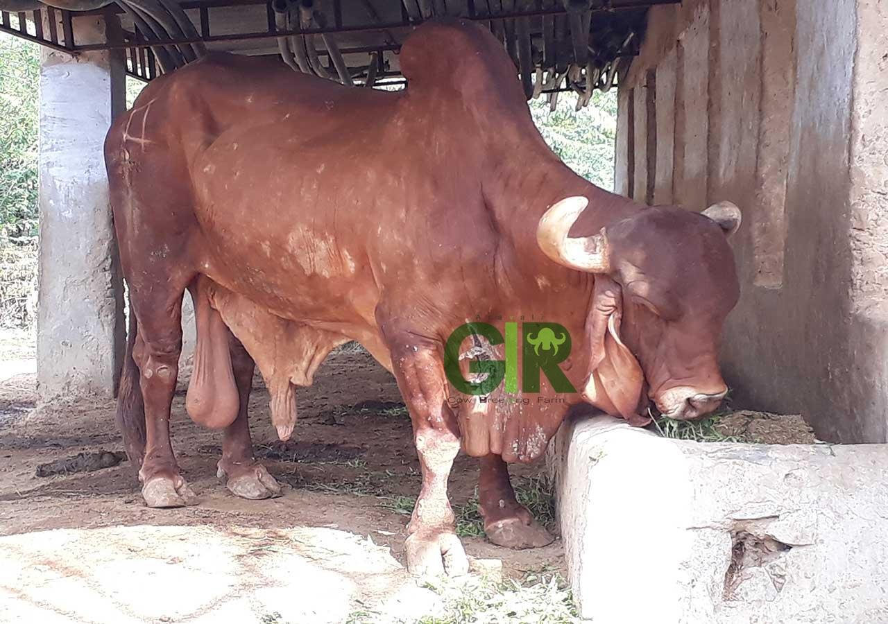 Gir cow farm photograph 6