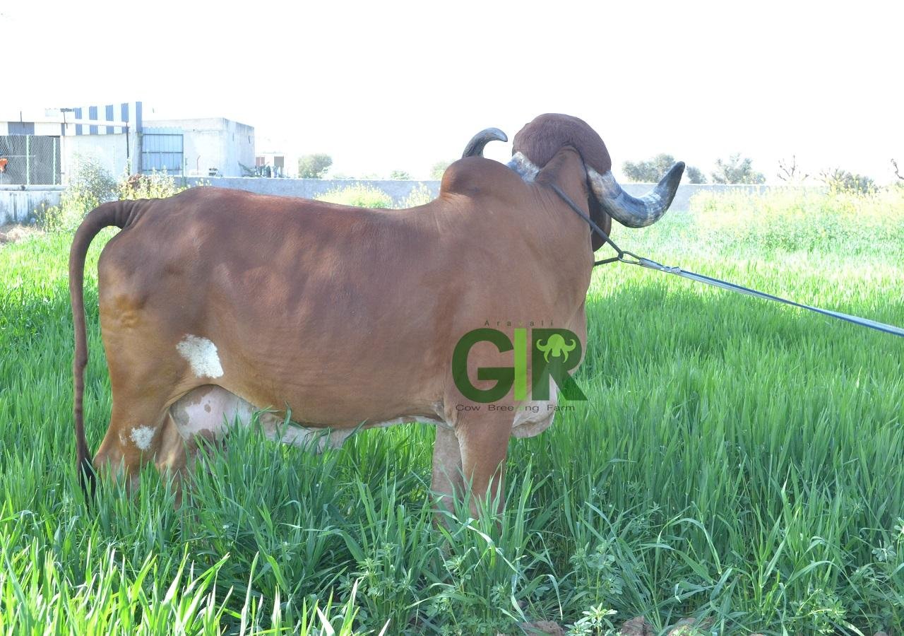 Gir cow farm photograph 7
