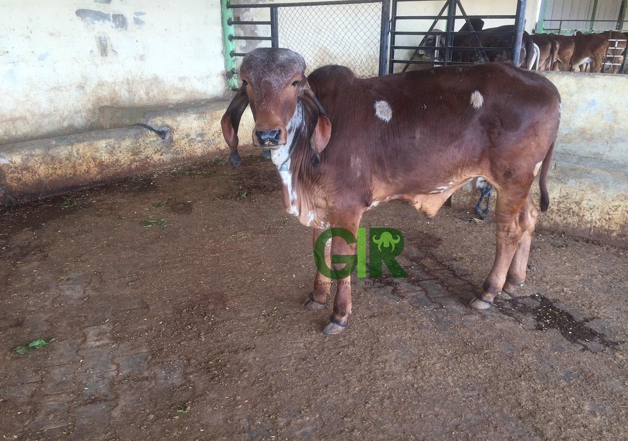 Gir cow farm photograph 9