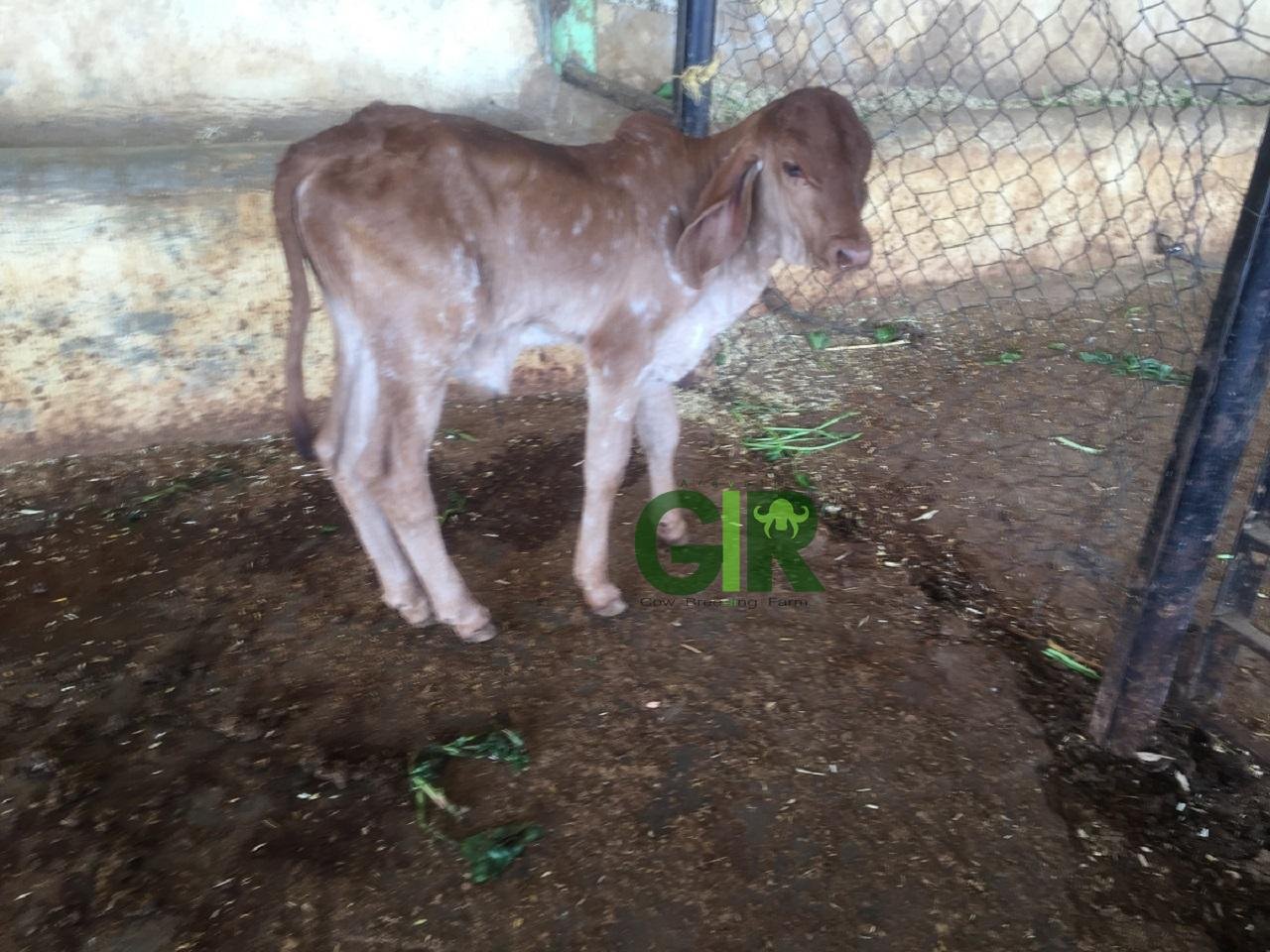 Gir cow farm photograph 13