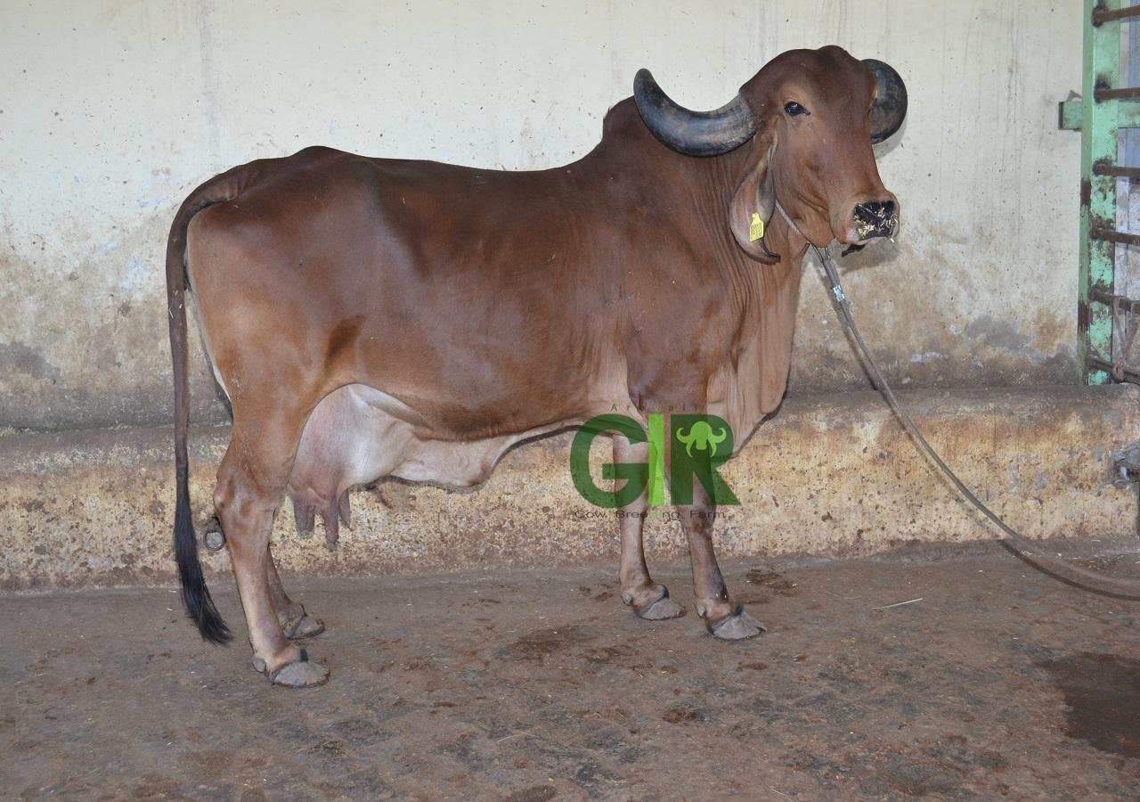 Gir cow farm photograph 14