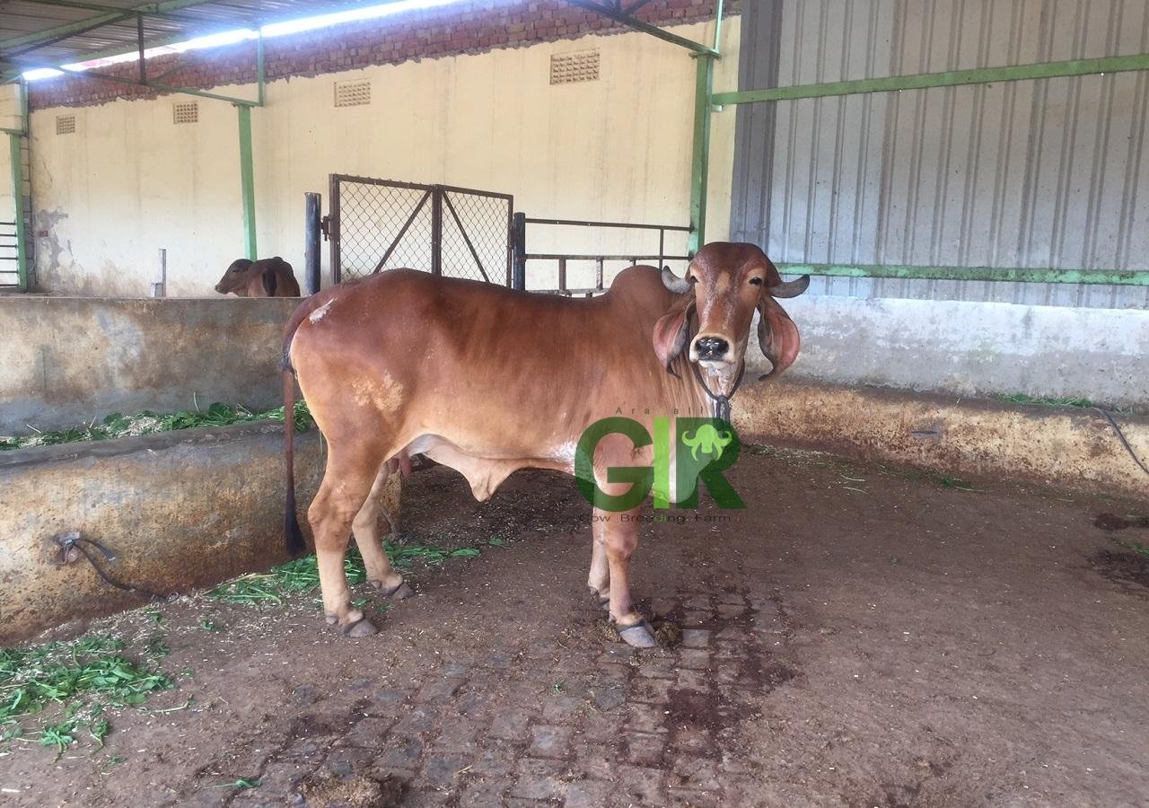 Gir cow farm photograph 17