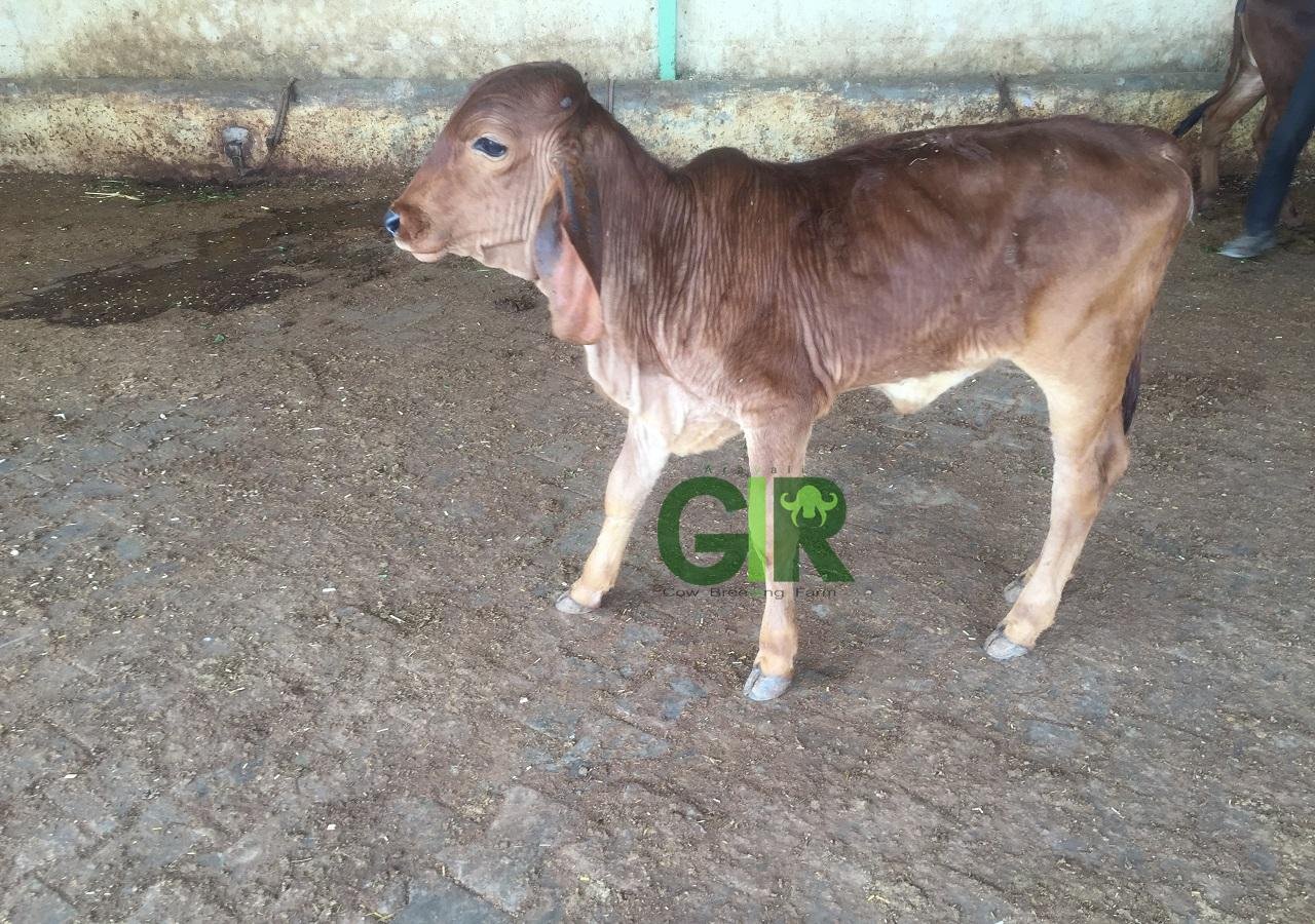 Gir cow farm photograph 18