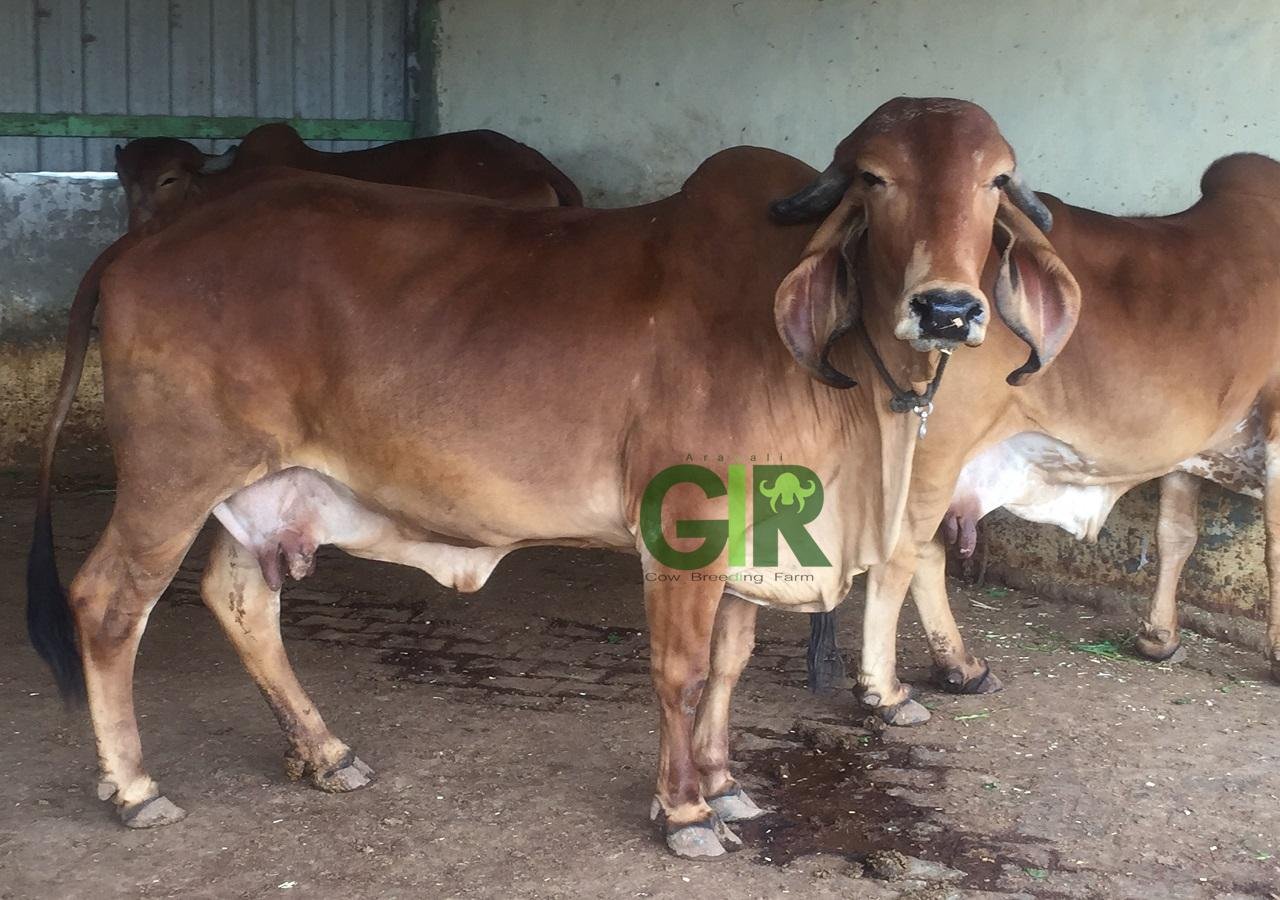 Ganga (Murli)