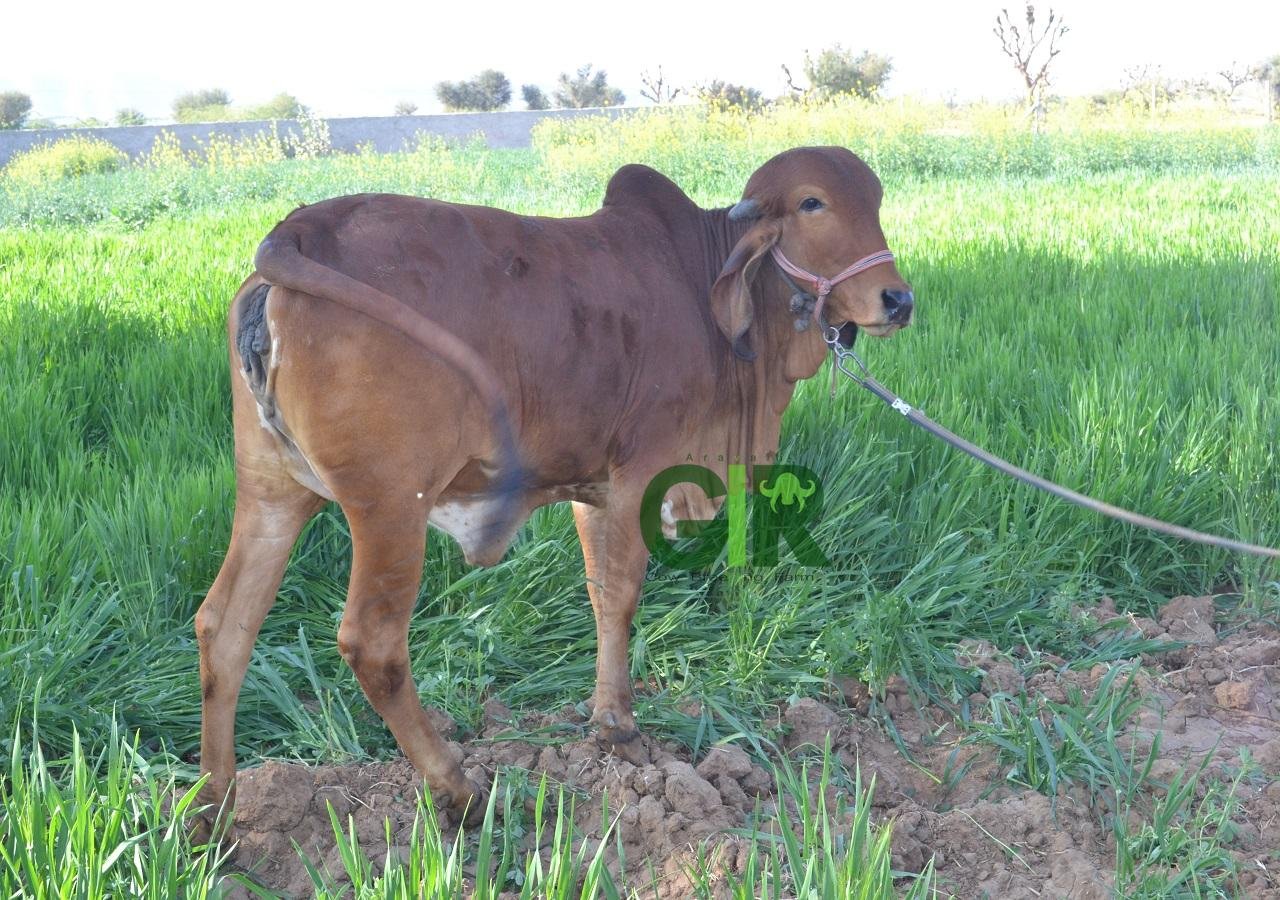 Gir cow farm photograph 21