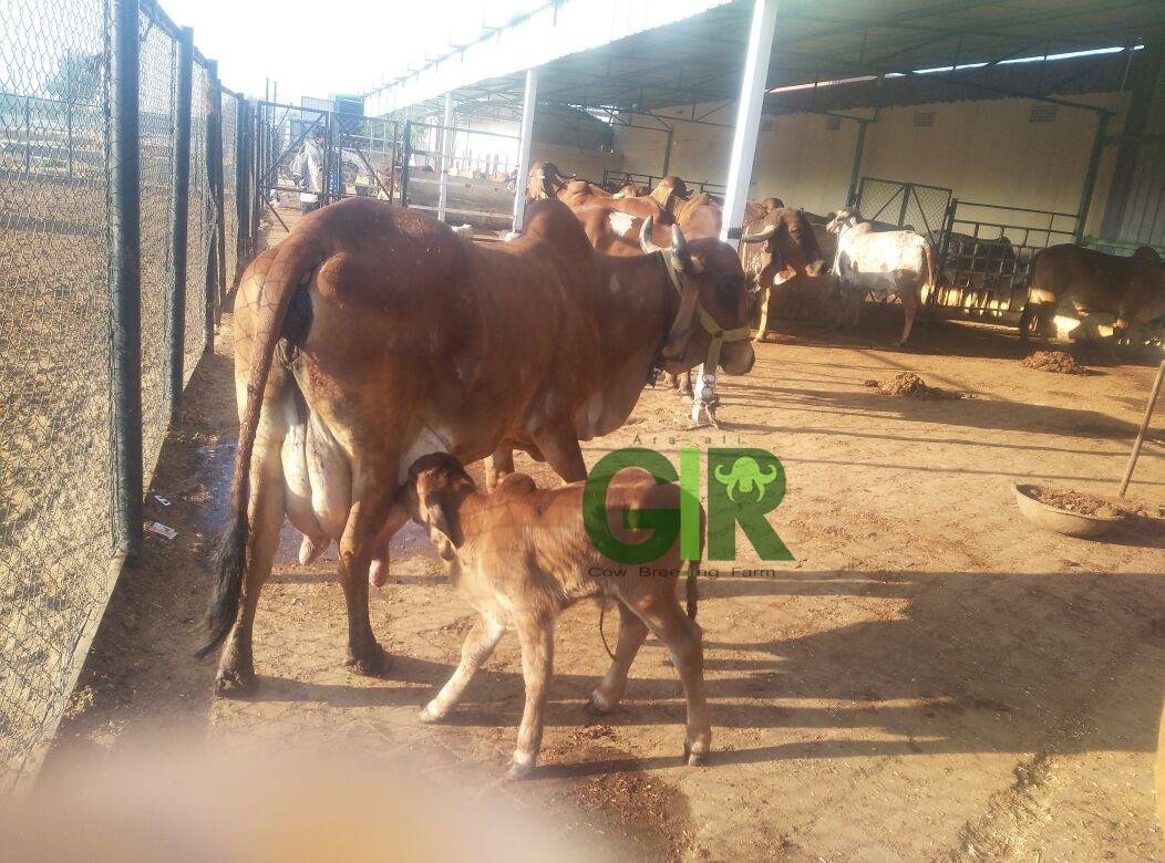 Gir cow farm photograph 23