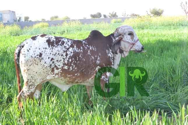 Gir cow farm photograph 24