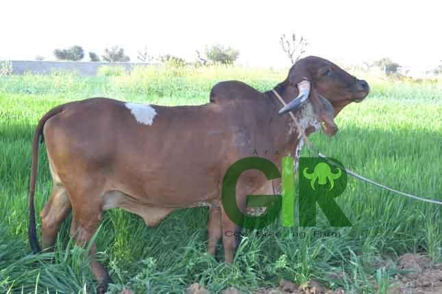 Gir cow farm photograph 25