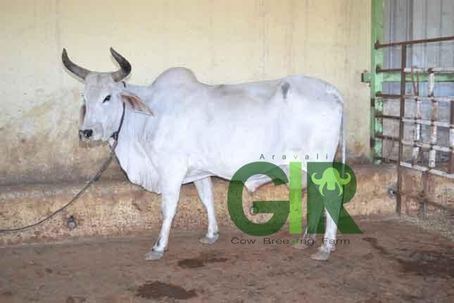 Gir cow farm photograph 26