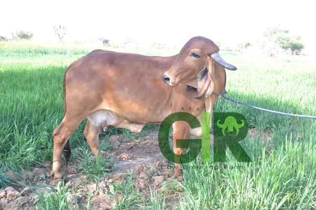 Gir cow farm photograph 27