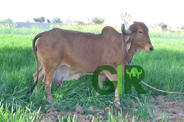Gir cow farm photograph 29