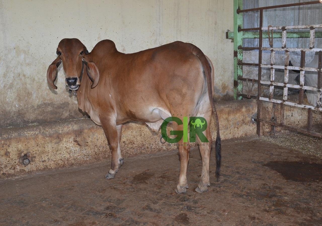 Gir cow farm photograph 31