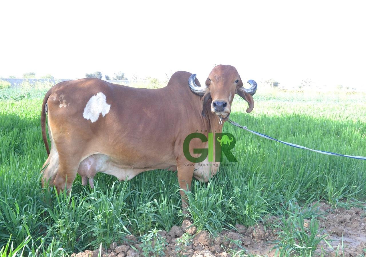 Gir cow farm photograph 33