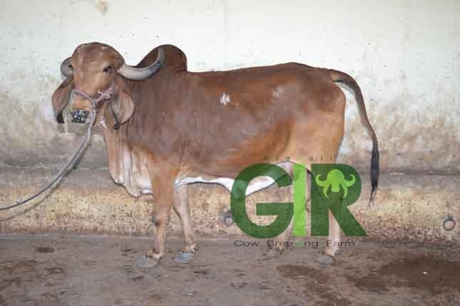 Gir cow farm photograph 35