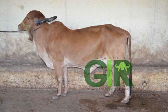 Gir cow farm photograph 37