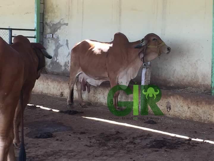 Gir cow farm photograph 39