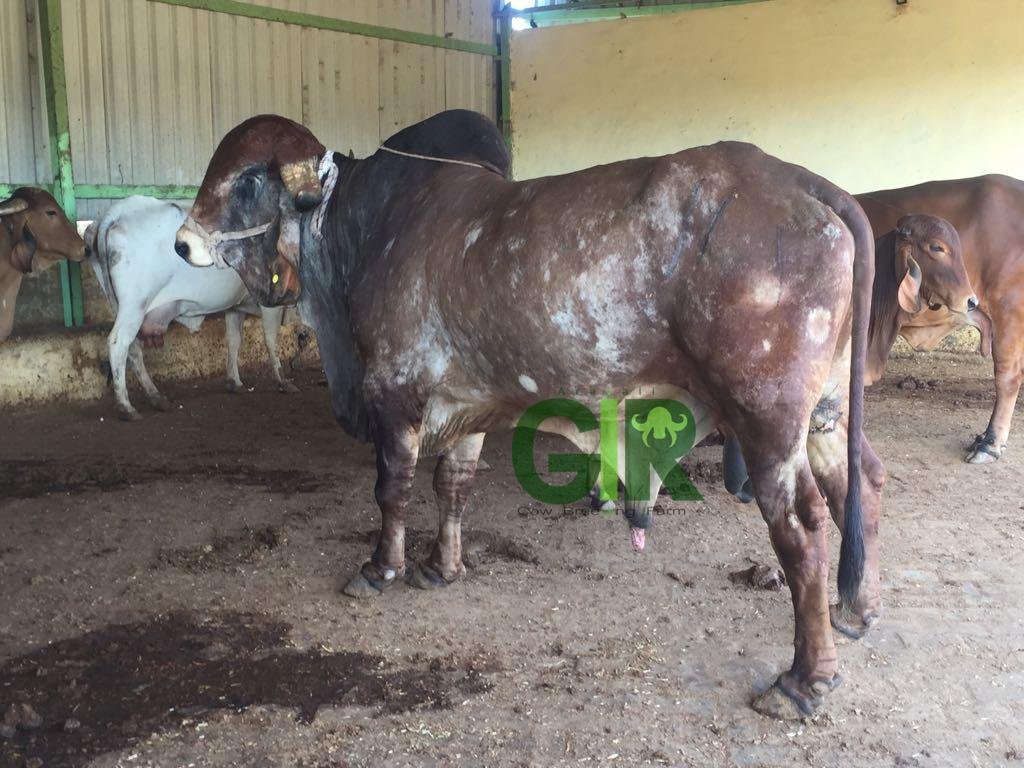 Gir cow farm photograph 40