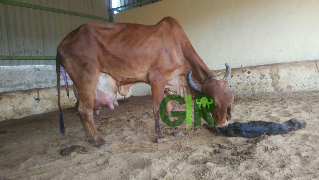 Gir cow farm photograph 41