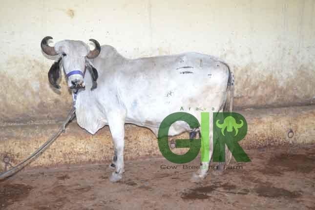 Kabri (RXAG-38)