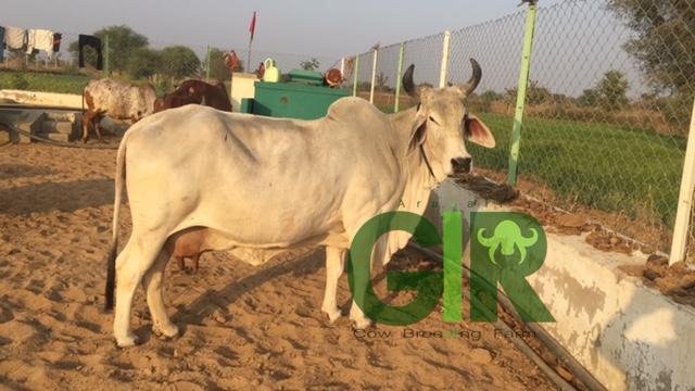 Gir cow farm photograph 46