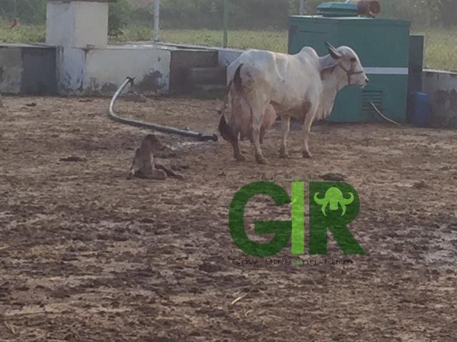 Gir cow farm photograph 47