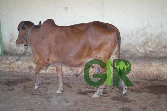Gir cow farm photograph 49