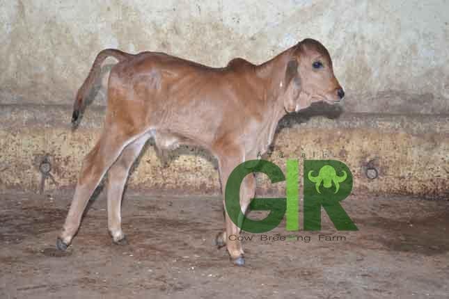 Gir cow farm photograph 51