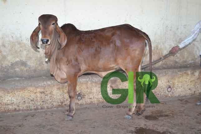 Gir cow farm photograph 52