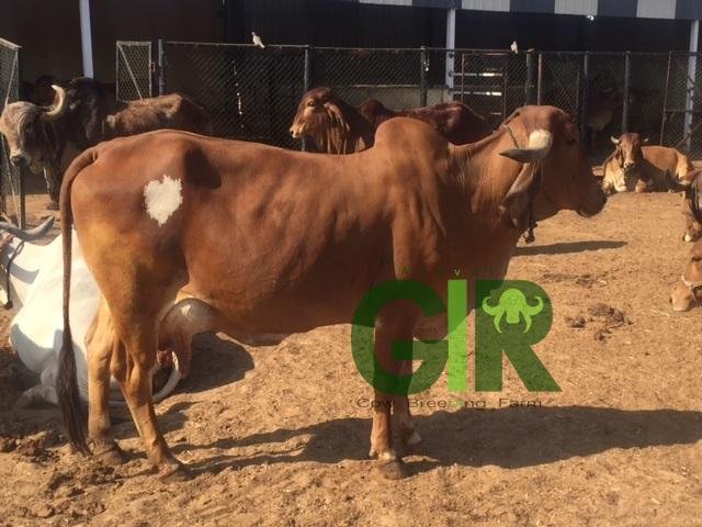 Gir cow farm photograph 53