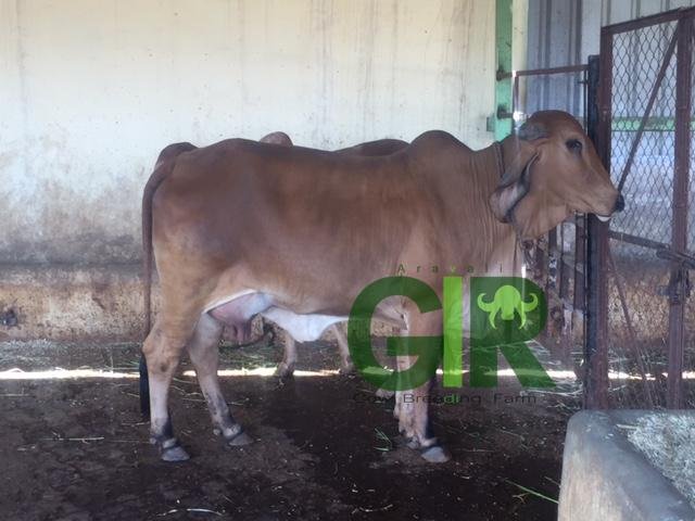 Gir cow farm photograph 55