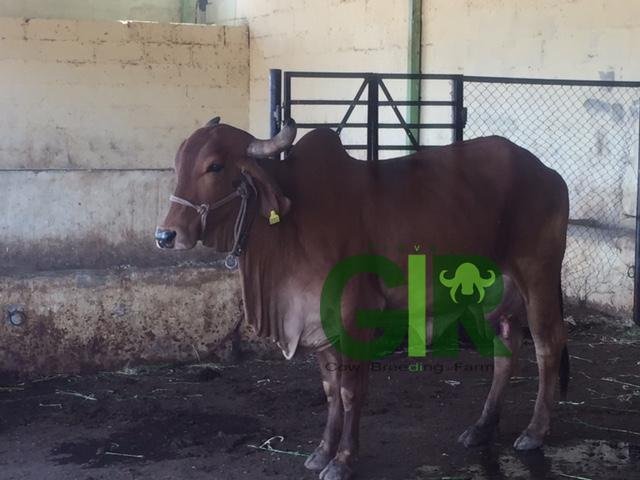 Gir cow farm photograph 56